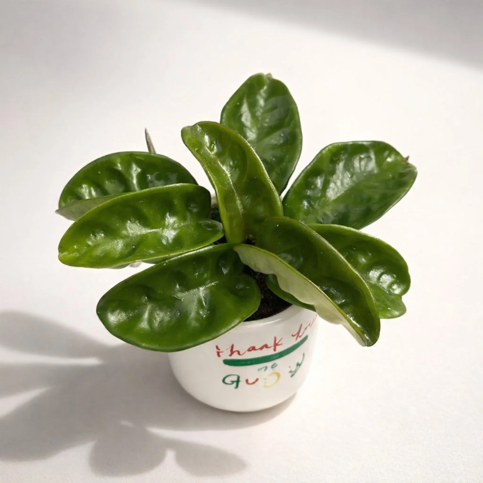 Hoya carnosa 'Krinkle 8′ – parfum de ciocolata