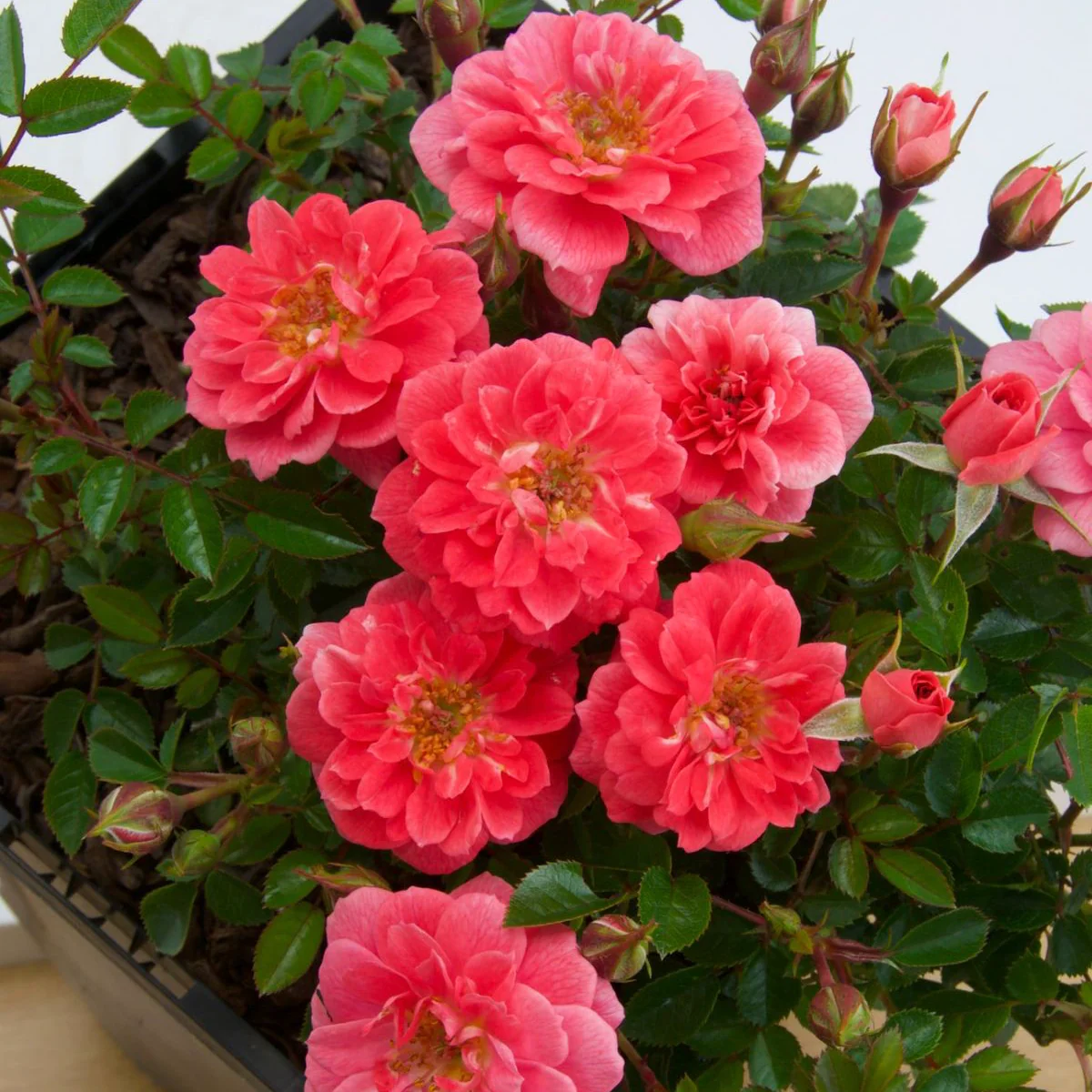 Rosa 'Salmon Queen’® – Trandafir floribunda, catarator, parfumat