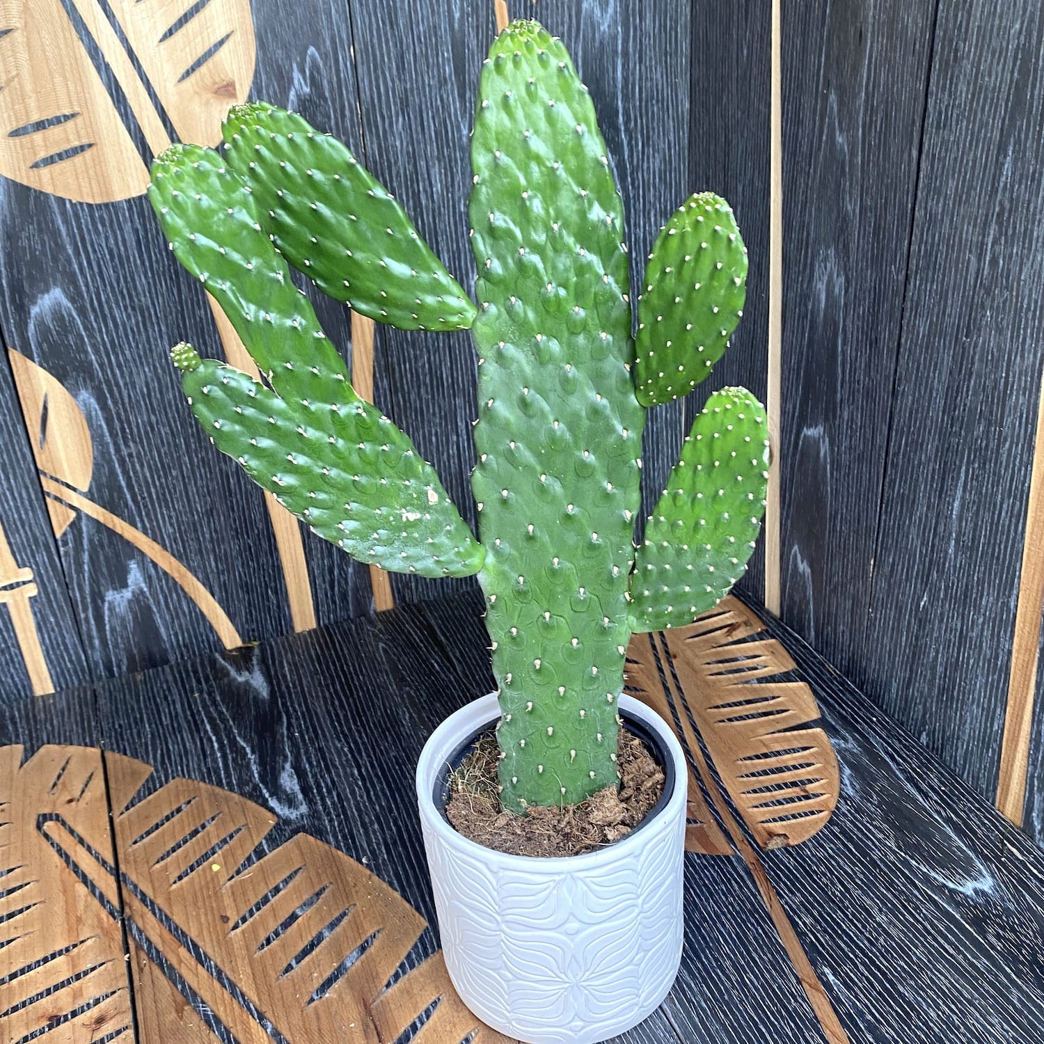 Opuntia rubescens consolea (Road Kill Cactus)