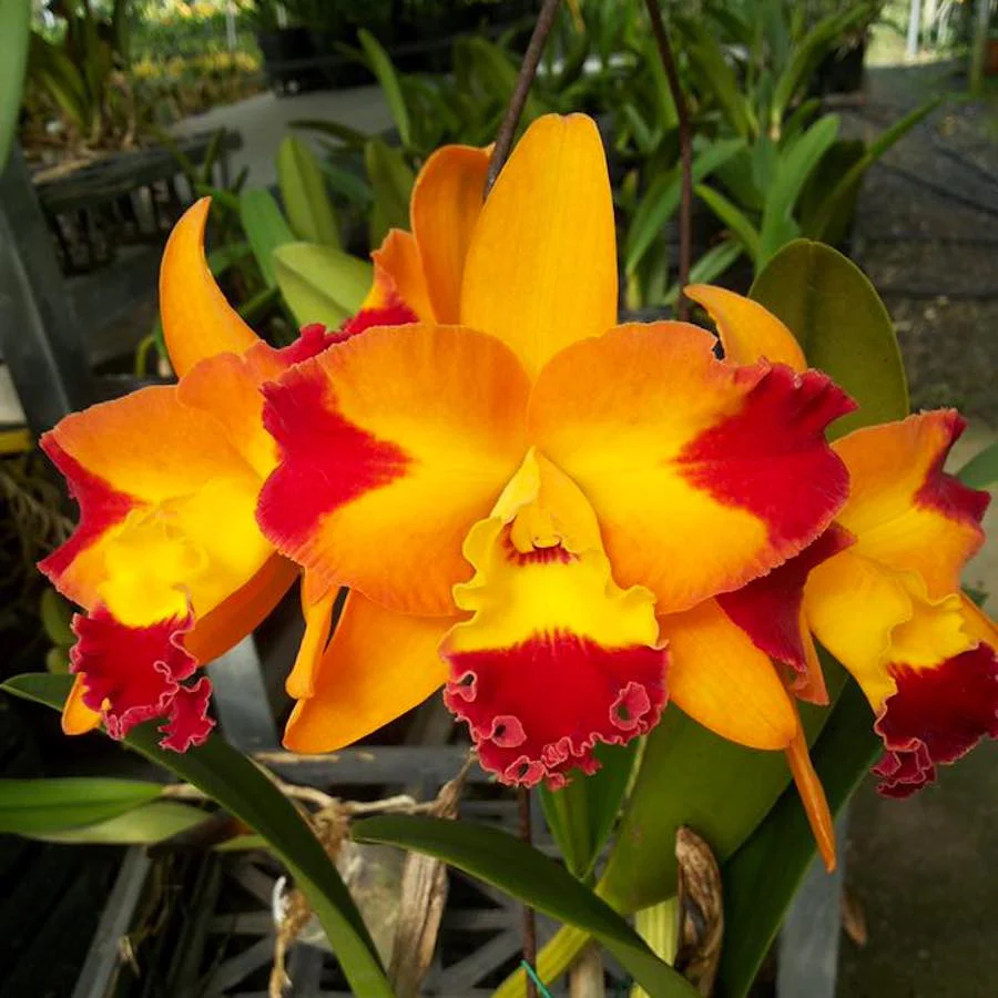 Rth. Chief Sunny 'Dragon’ – flori parfumate