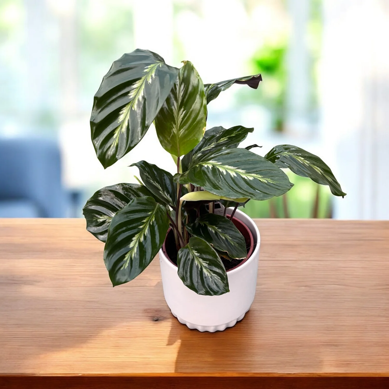 Calathea ‘Maui Queen’ – frunzis elegant cu model argintiu