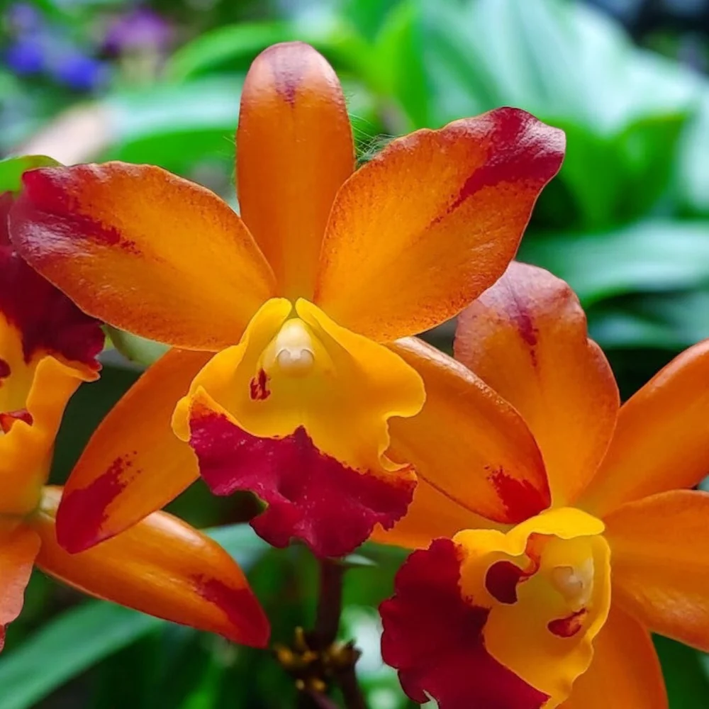 Cattlianthe Varut Startrack 'Golden Tiger’ – parfumata