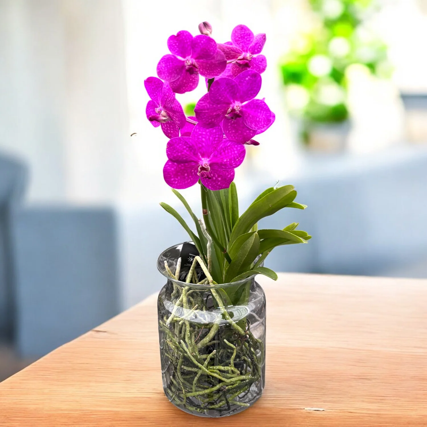 Vanda TAYANEE Cerise in vas