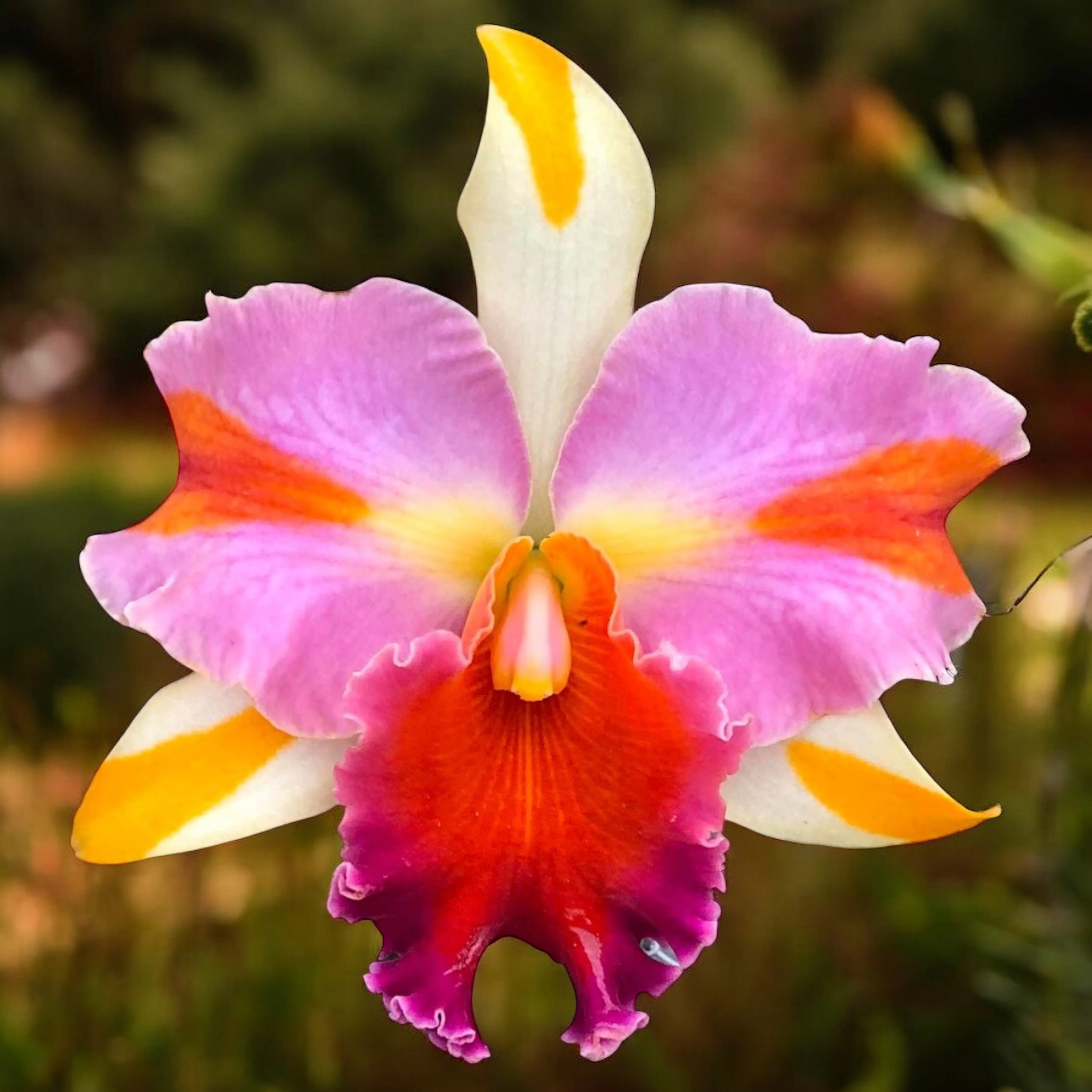 Rlc. Amazing Thailand 'Magician’ – flori parfumate