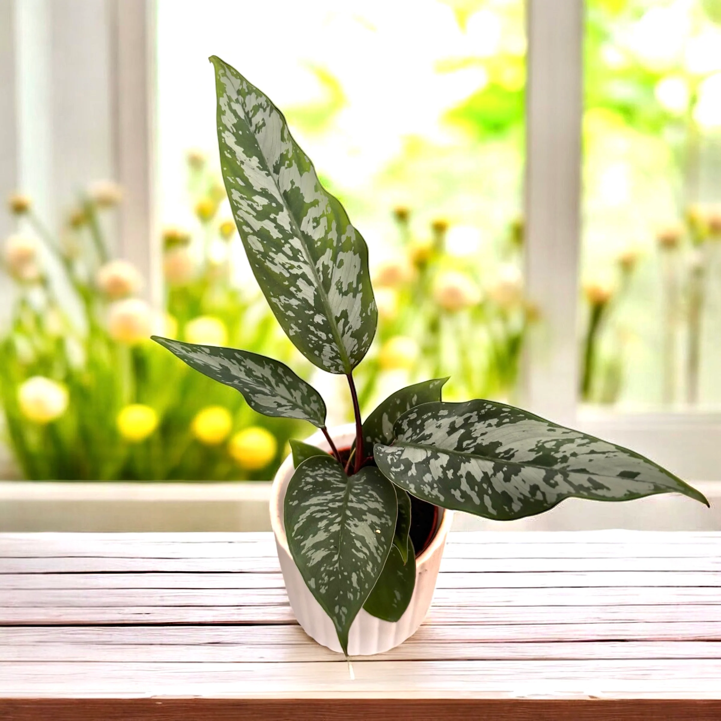 Apoballis acuminatissima (babyplant)