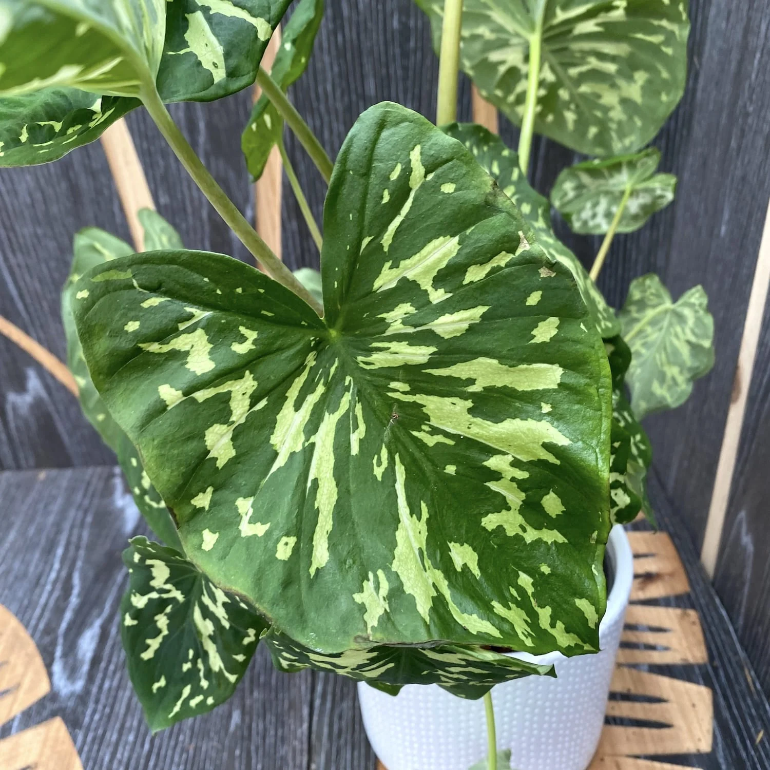 Caladium 'Hilo Beauty’