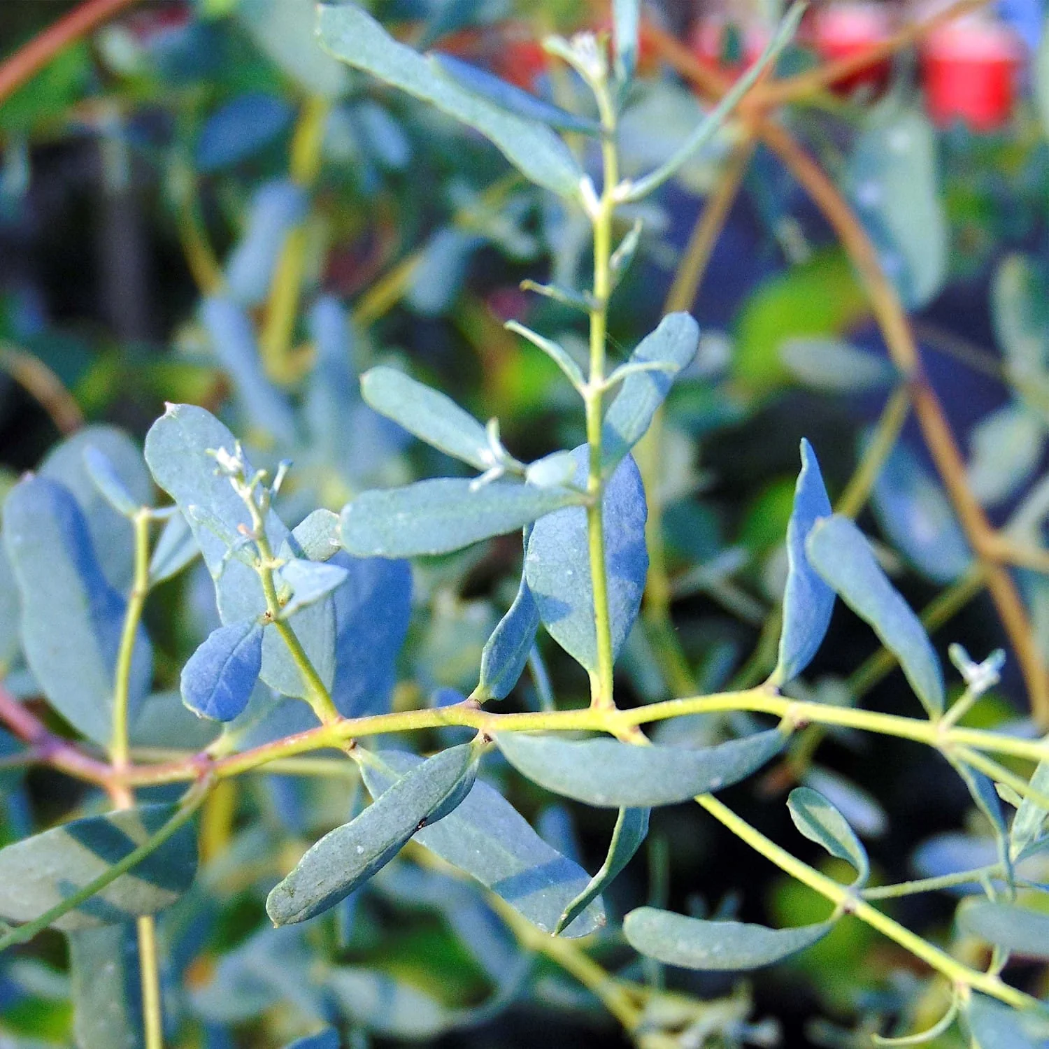 Eucalipt – Eucalyptus gunnii ‘France Bleu’ (’Rengun’)