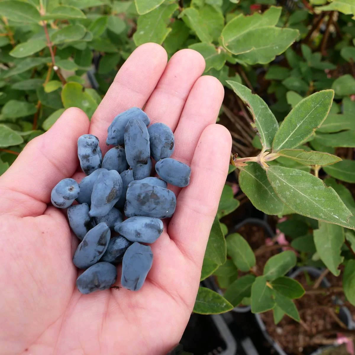 Lonicera caerulea 'Altaj’ – Afinul siberian, Boabe de miere
