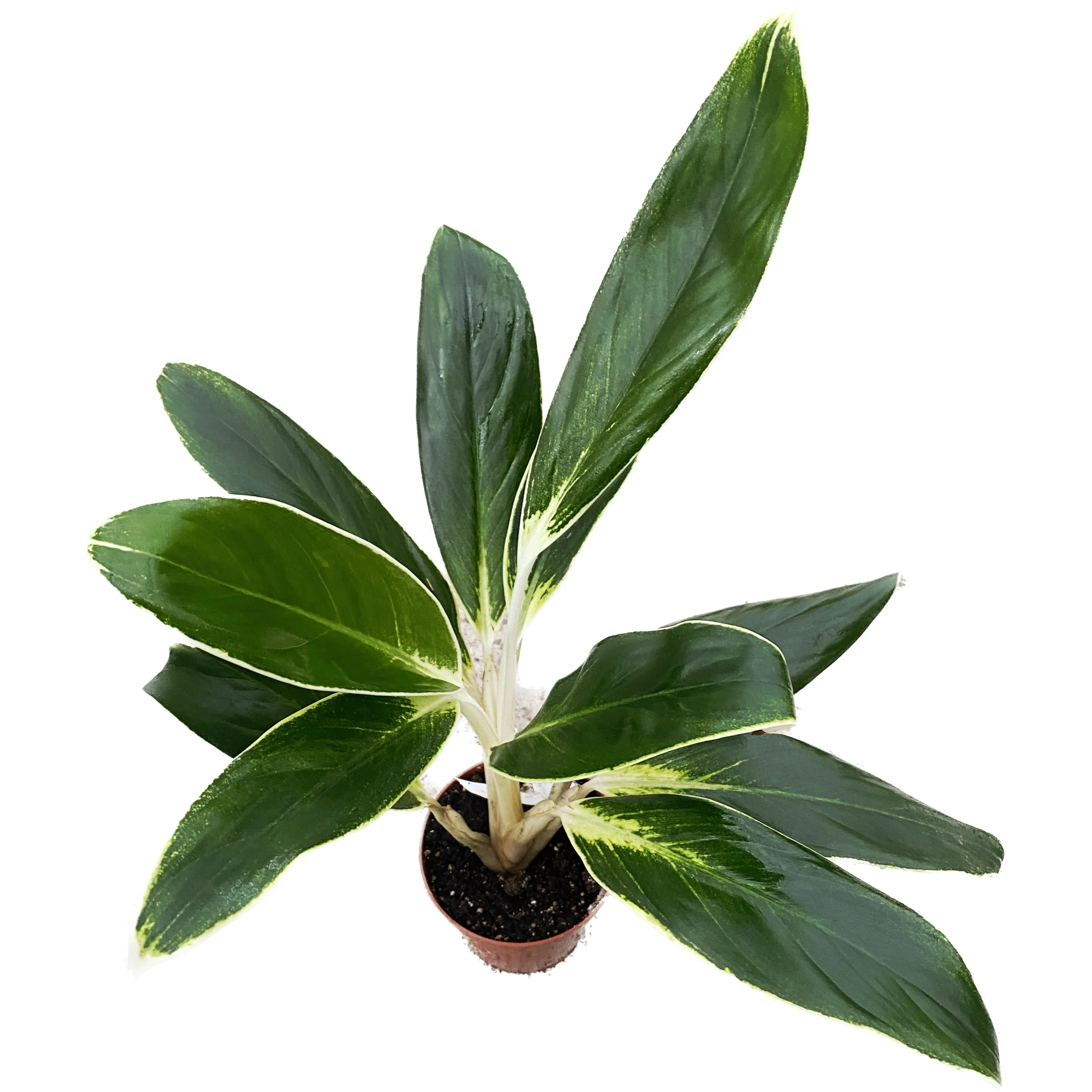Aglaonema ‘White Lime’ D9