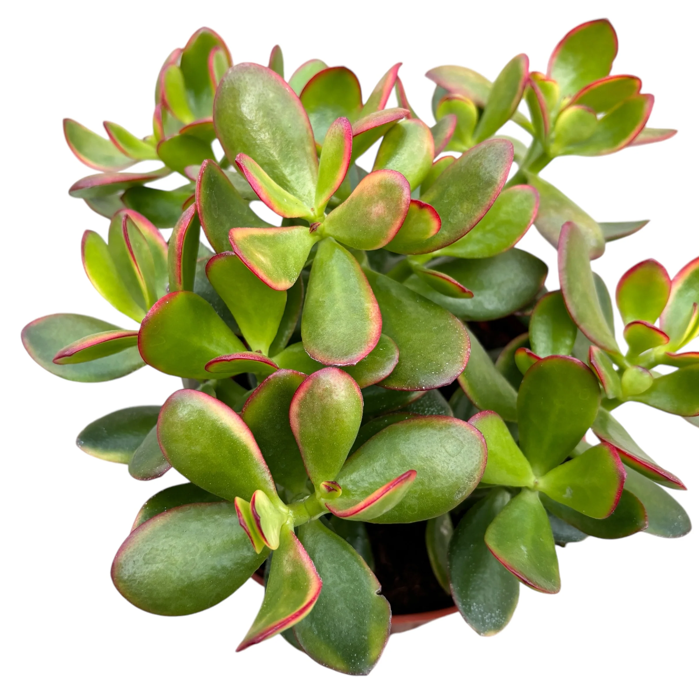 Crassula ovata 'Sunset’ (copacul cu bani) 2pp