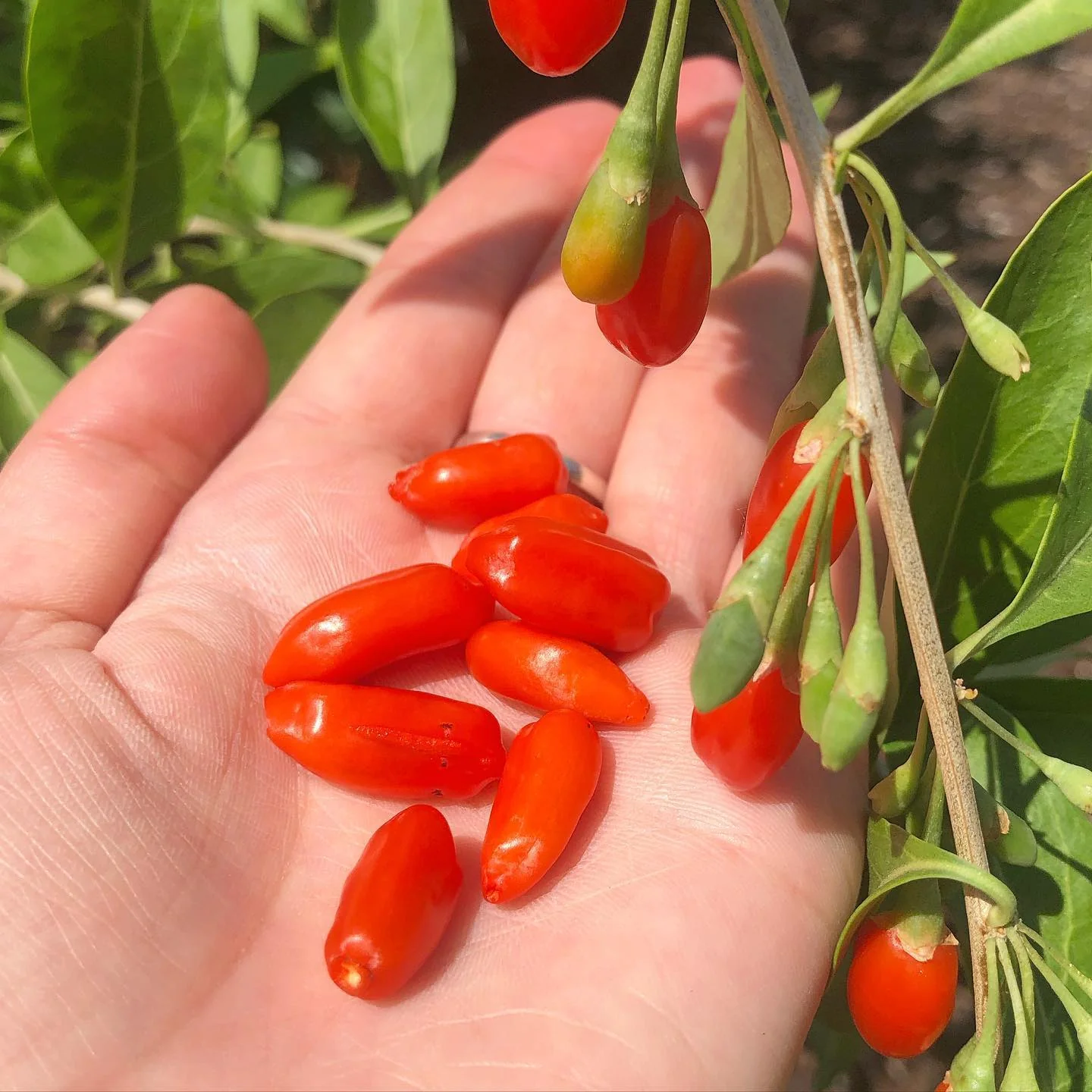 Goji la ghiveci – Lycium barbarum 'Sweet Goji’ (Sweet Berry)