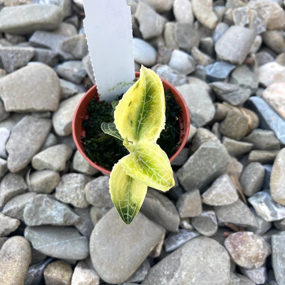 Anoectochilus siamensis x Macodes petiola (Jewel Orchid)