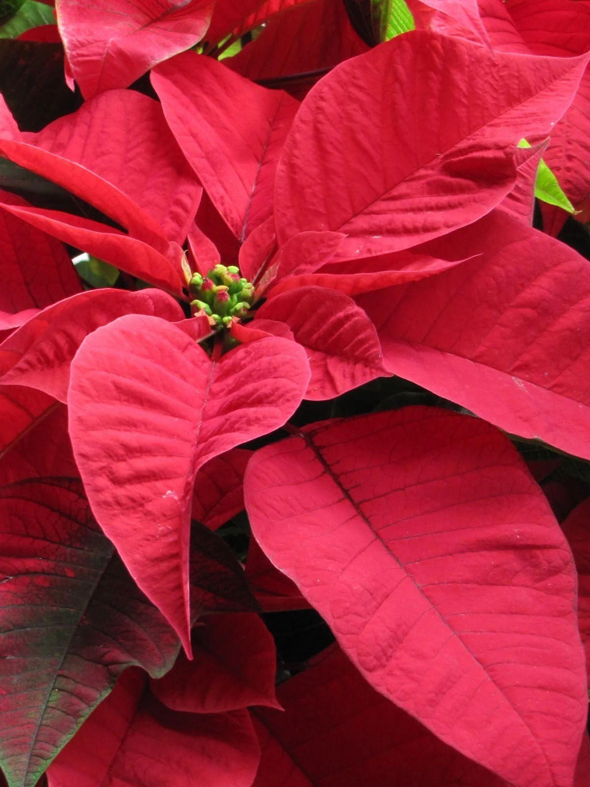 Euphorbia rosie – Steaua Craciunului in vas decorativ rosu
