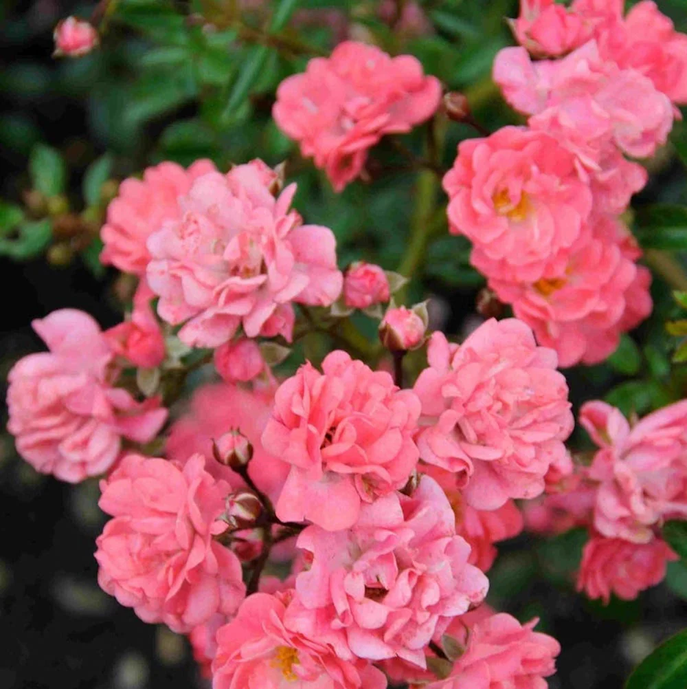 Rosa 'Fairy Princess’® – Trandafir floribunda, trandafir de acoperire