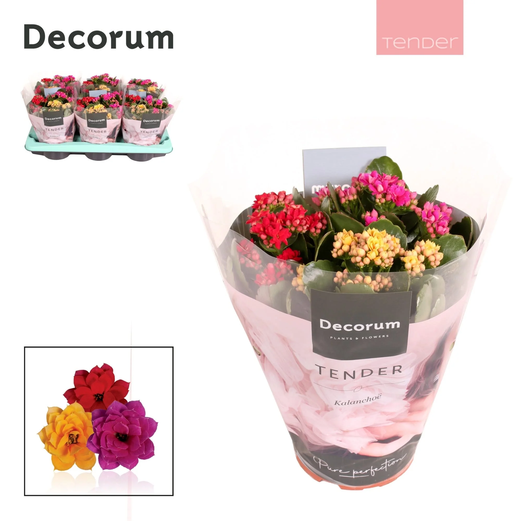 Kalanchoe blossfeldiana Carnaval – 3 culori/ghiveci