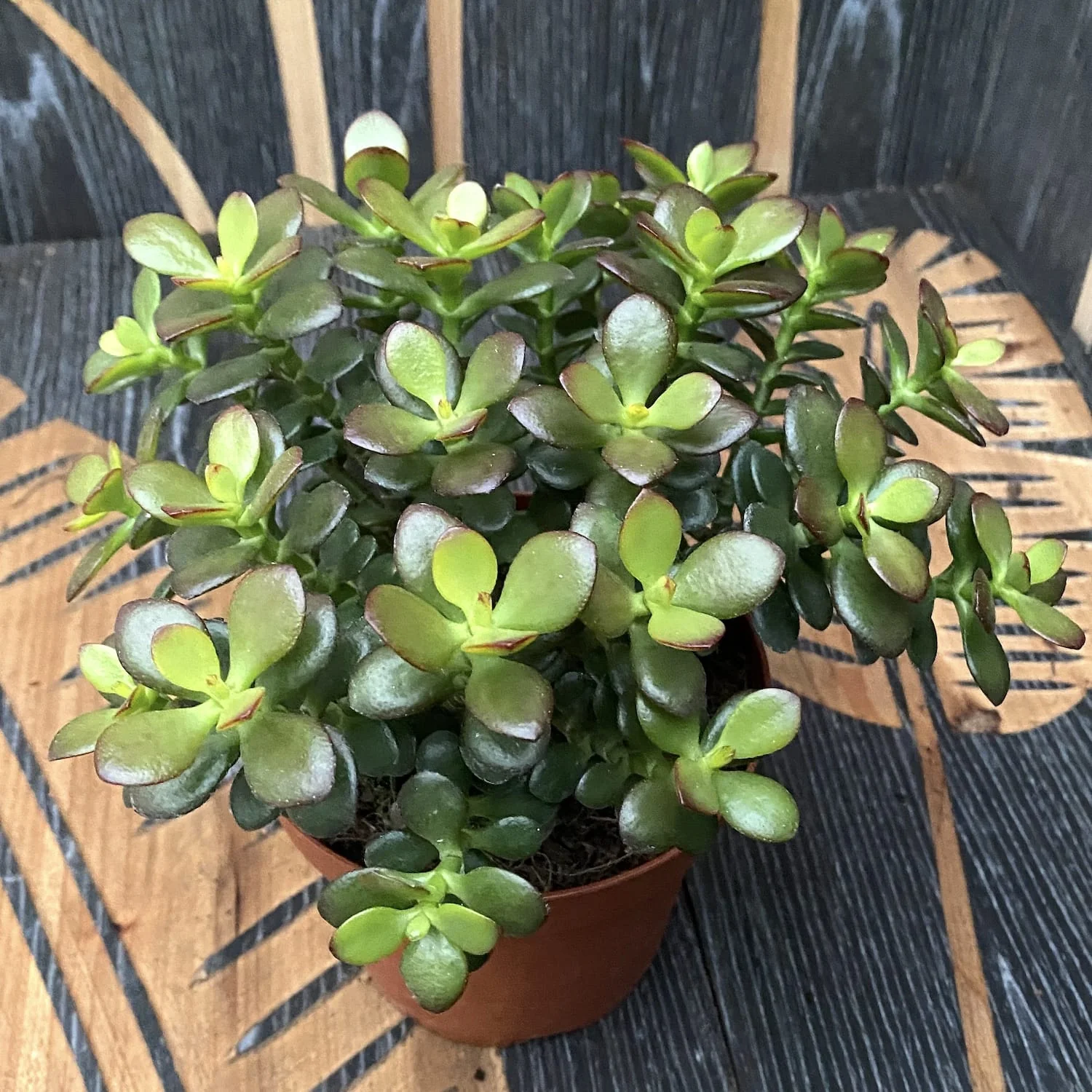 Crassula ovata 'Minima’ (arborele de jad 'minor’) D14