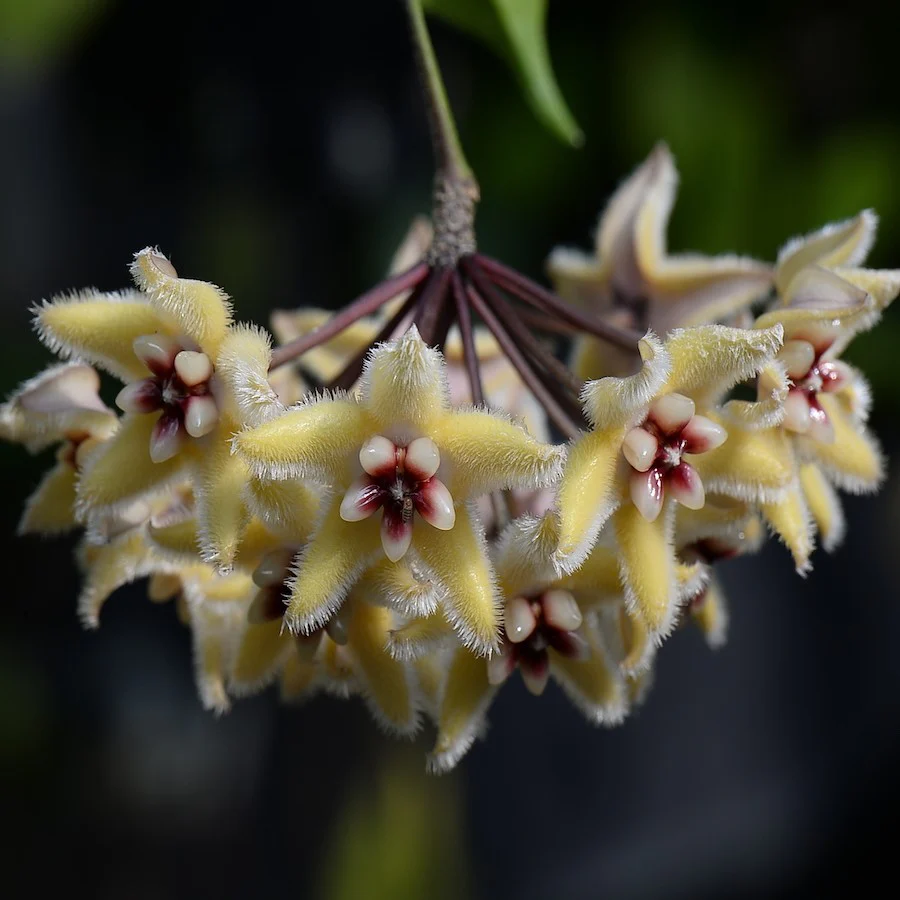 Hoya buotii *parfumata (exemplare dezvoltate)