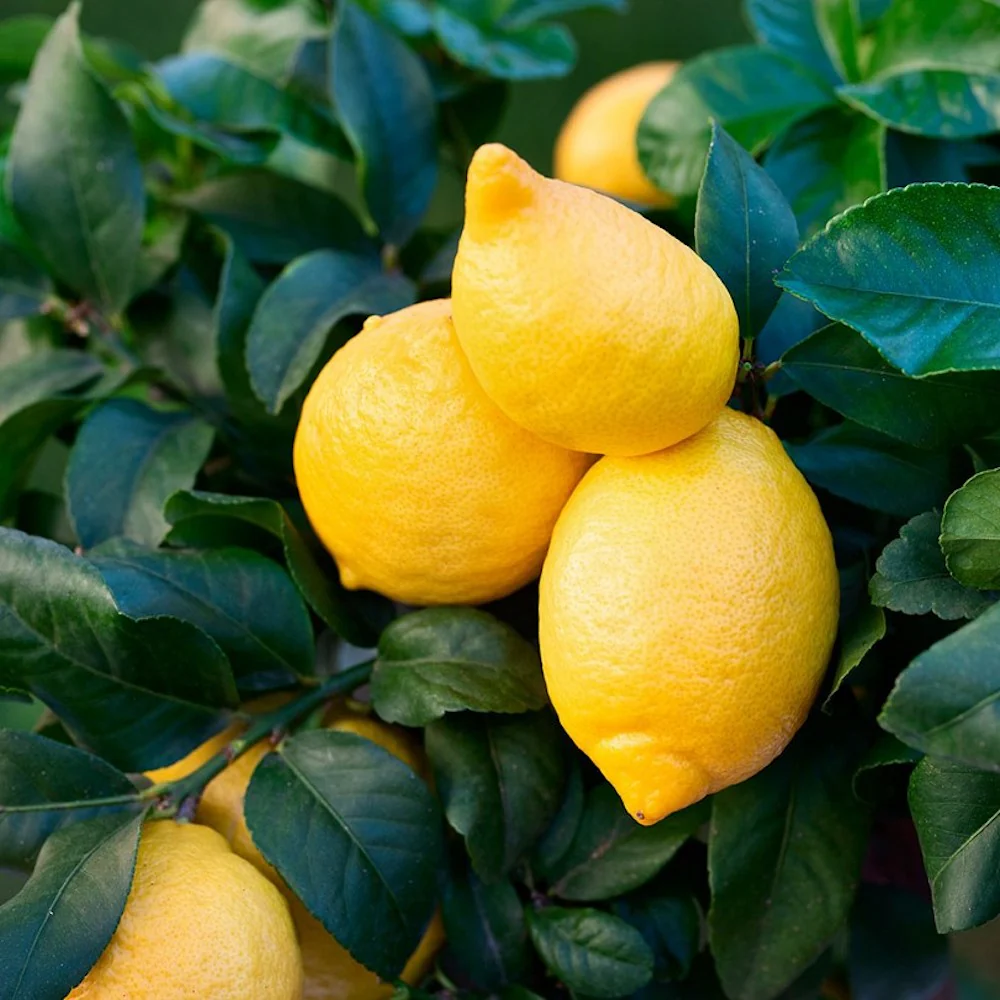 Lamai productiv – Citrus limon 'Cappuccio’ H60 cm