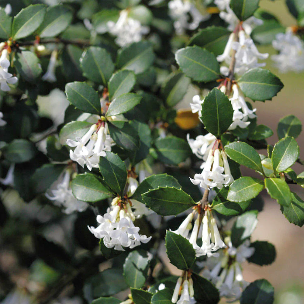 Osmanthus delavayi 'Perfume of Nature’ – parfumat, de gradina