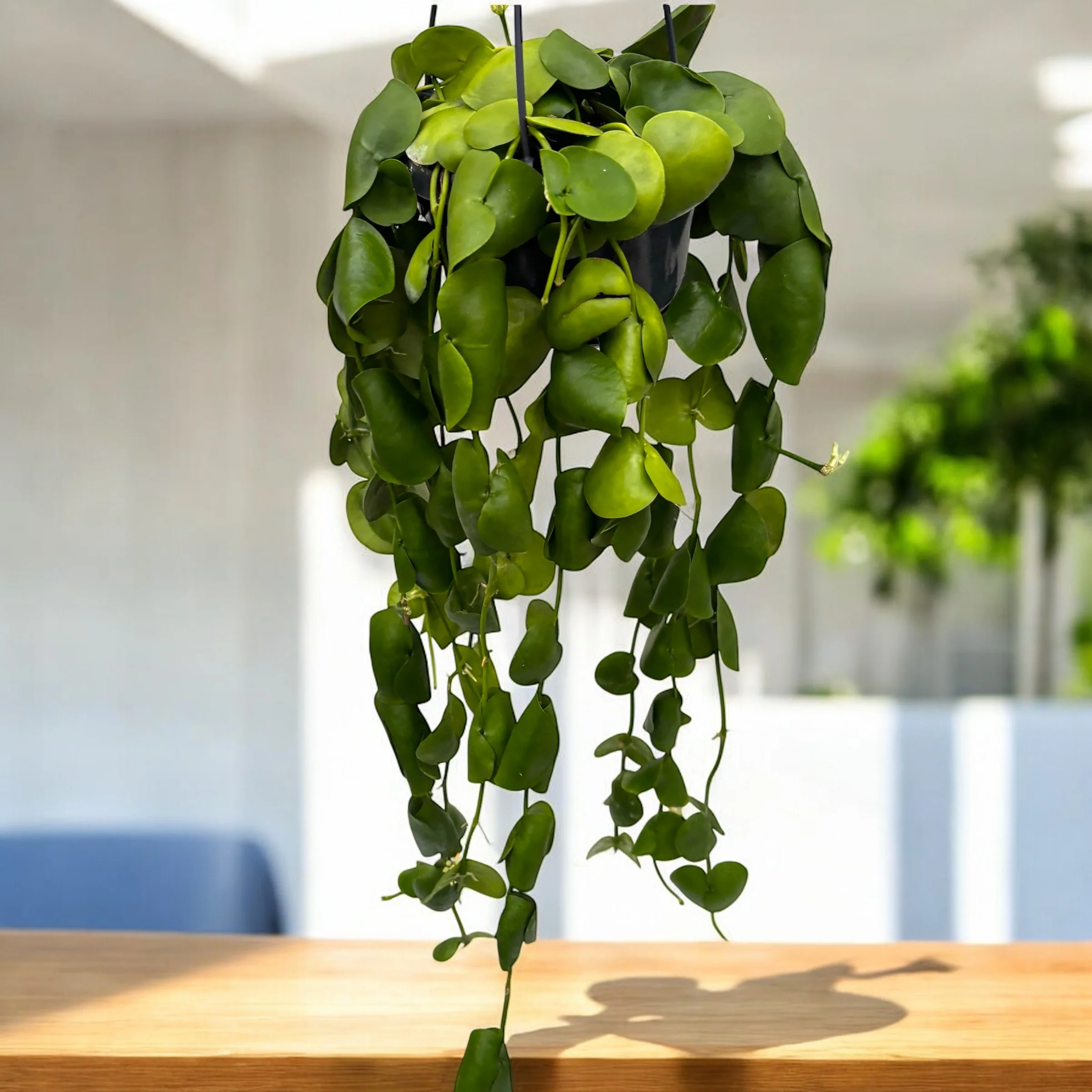 Dischidia platyphylla – exemplare XL