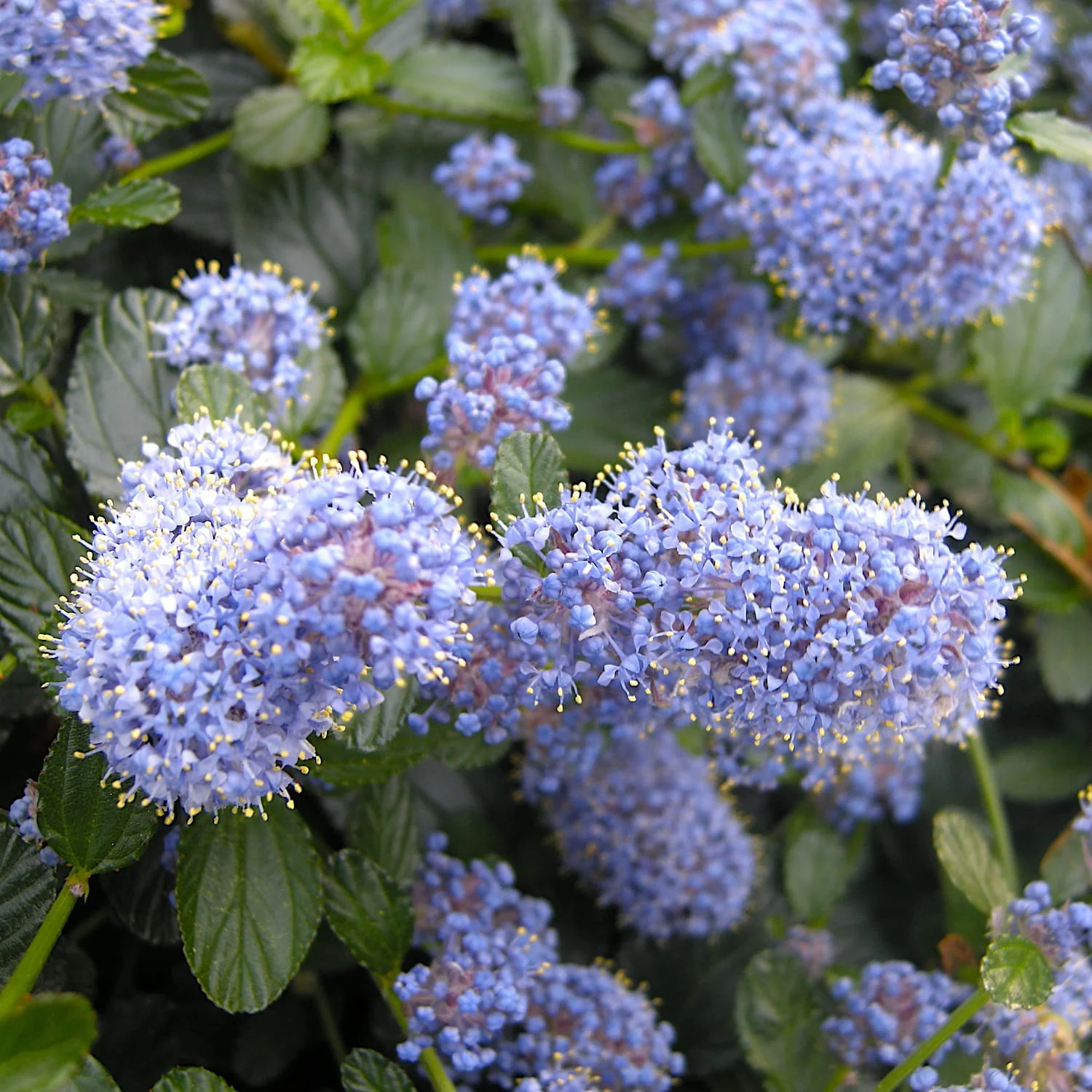 Liliac californian – Ceanothus thyrsiflorus var. repens (evergreen)