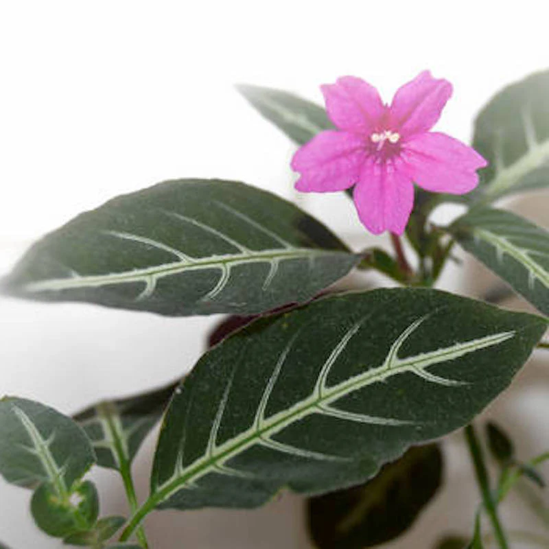 Chamaeranthemum sp Pink
