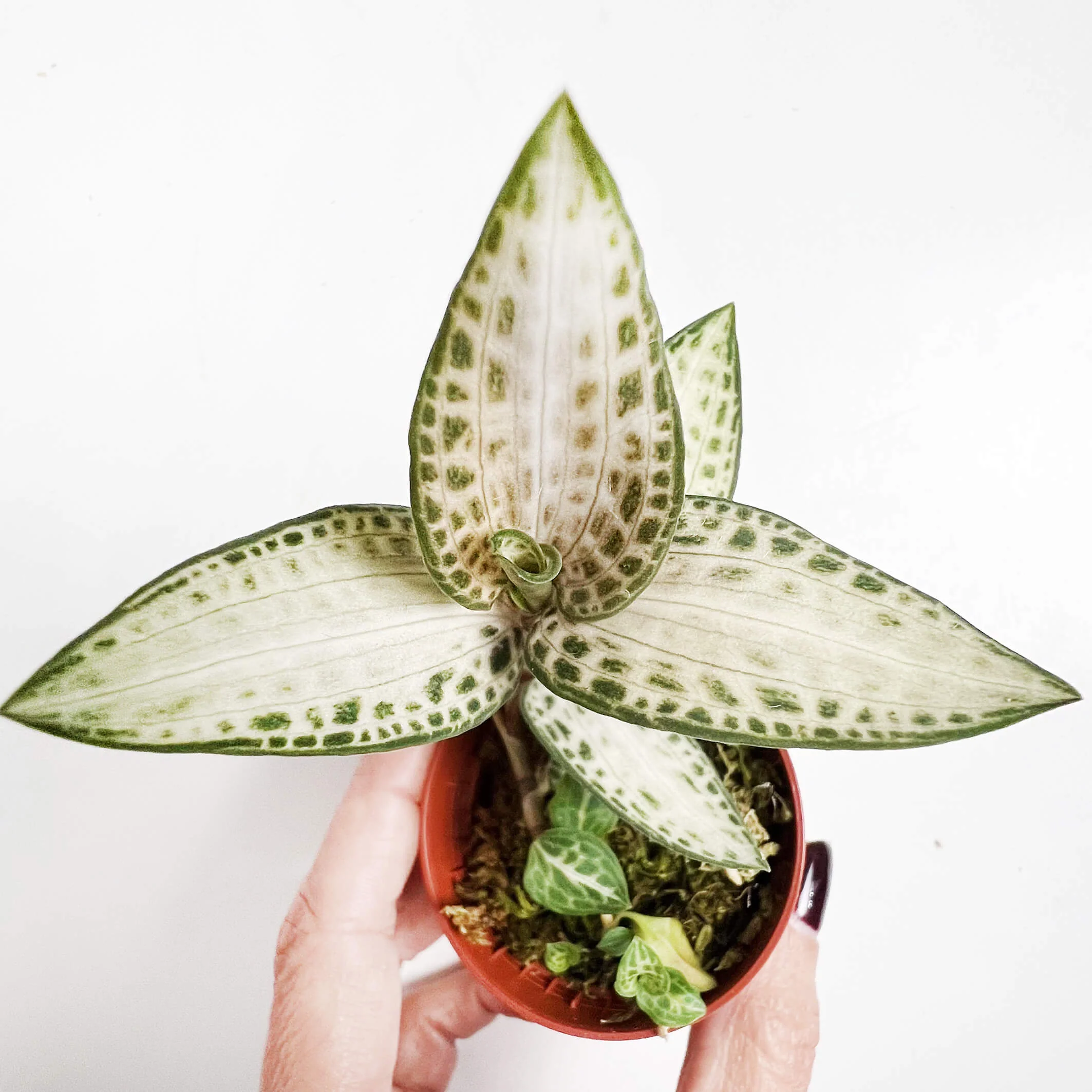 Goodyera schlechtendaliana var. 'Nishikiran Japan’ (Jewel Orchid)