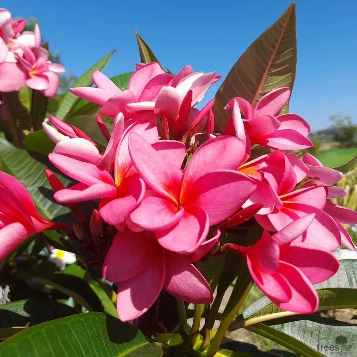Plumeria rubra 'Pink Parfait’ – flori parfumate (3 ramificatii)