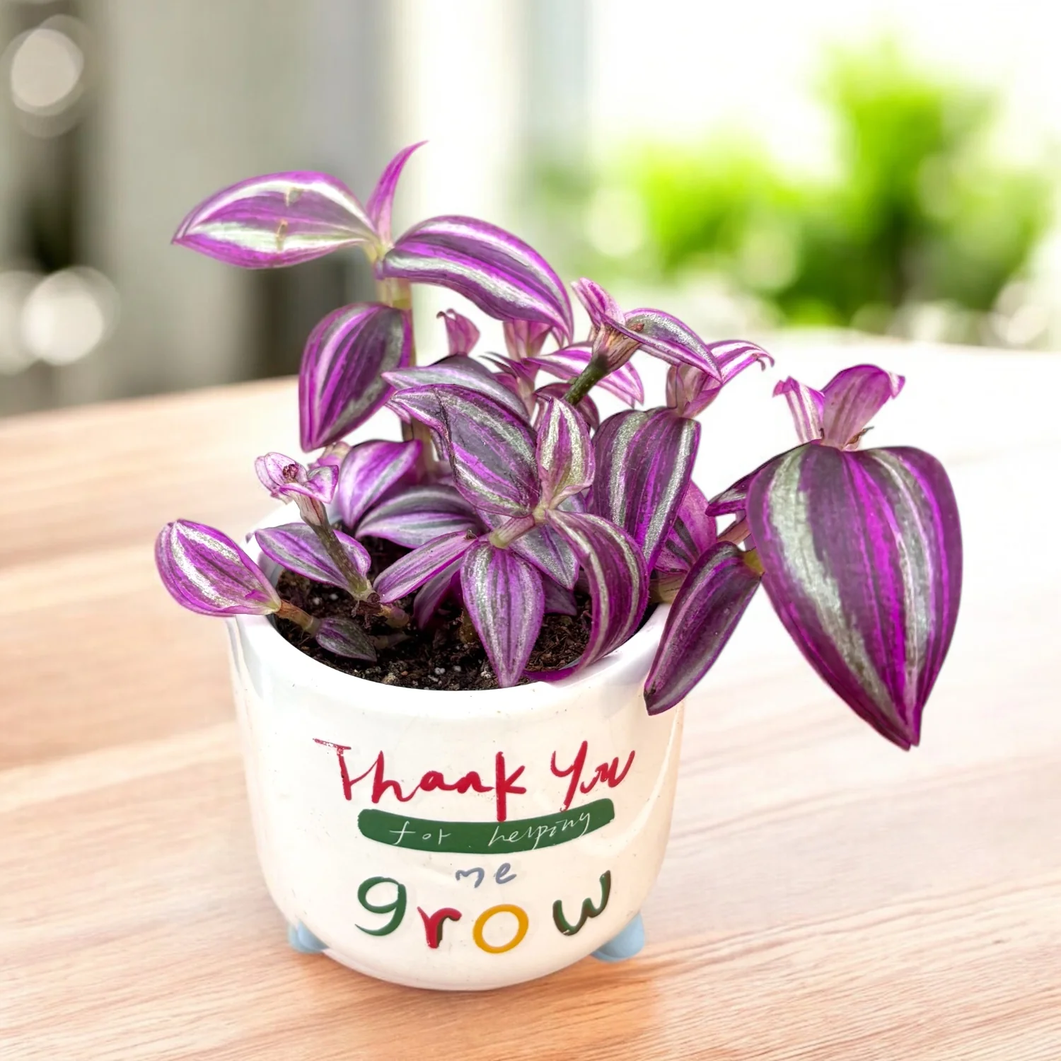 Tradescantia ‘Pink Paradise’ (babyplant) – planta curgatoare cu frunzis roz delicat