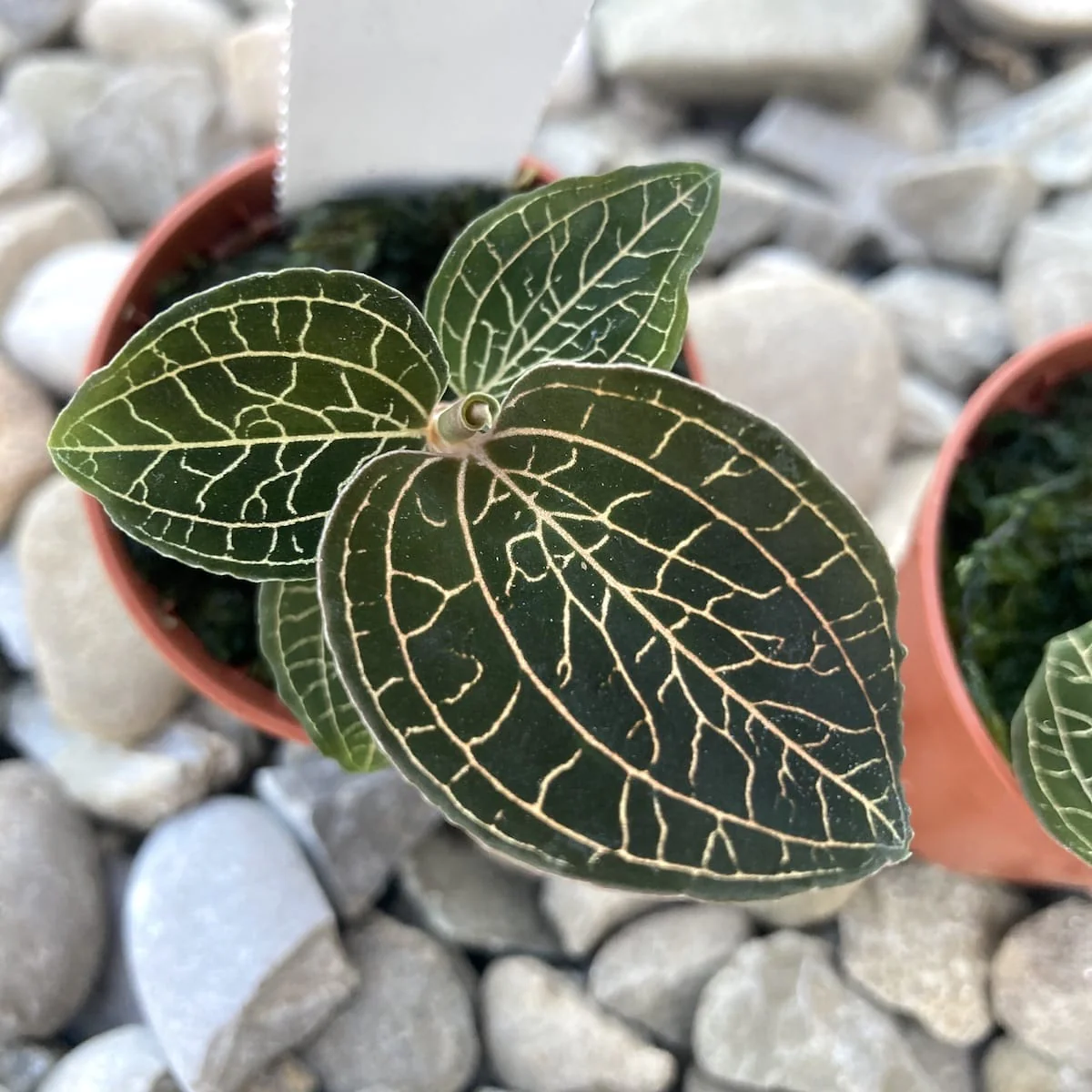 Anoectochilus burmanicus (Jewel Orchid)