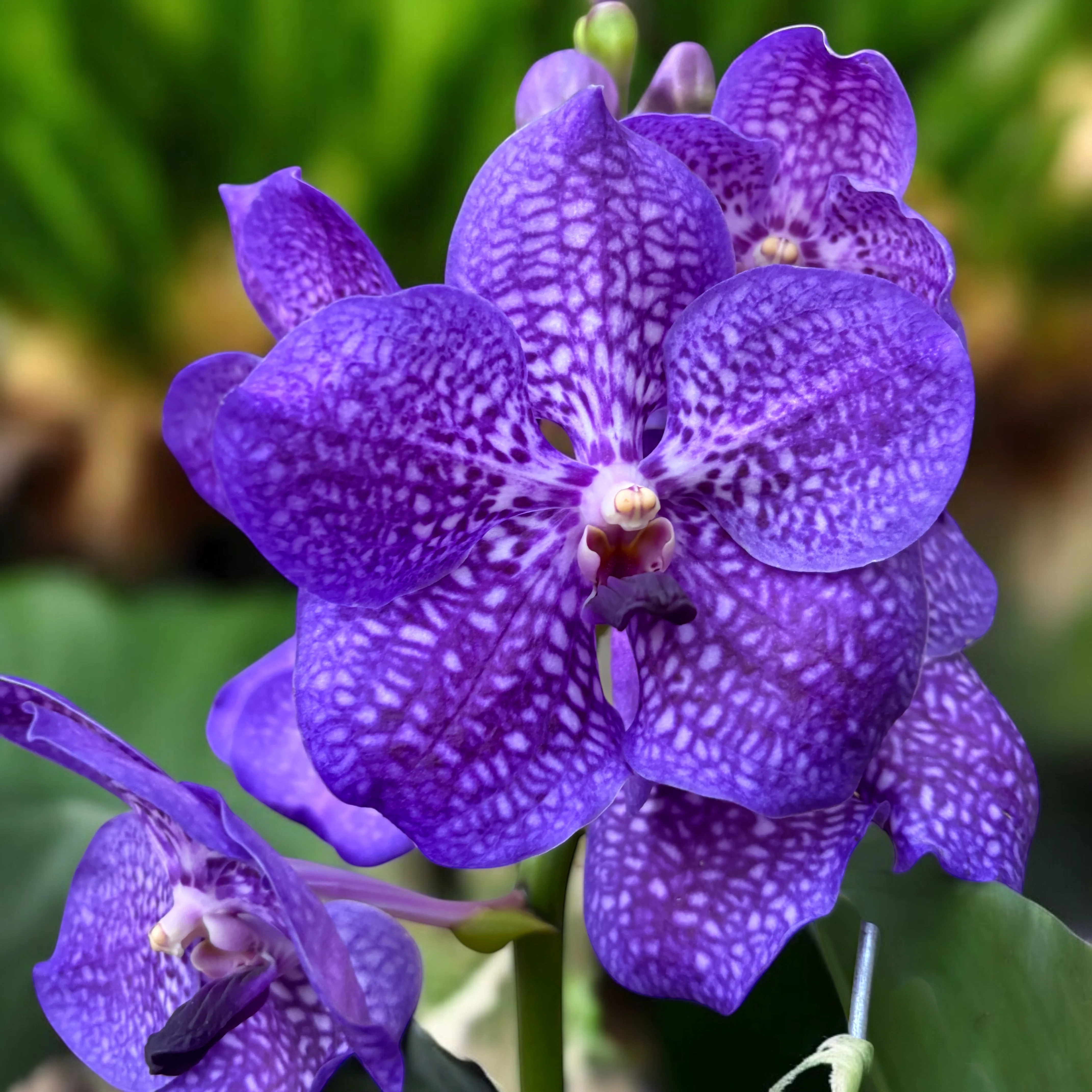 Vanda NITAYA Vioblue (Ansu) – flori mari