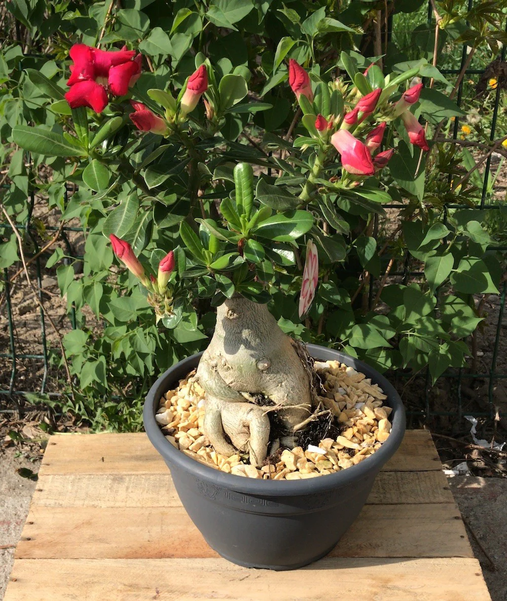 Bonsai cu flori – Trandafirul Desertului XXL