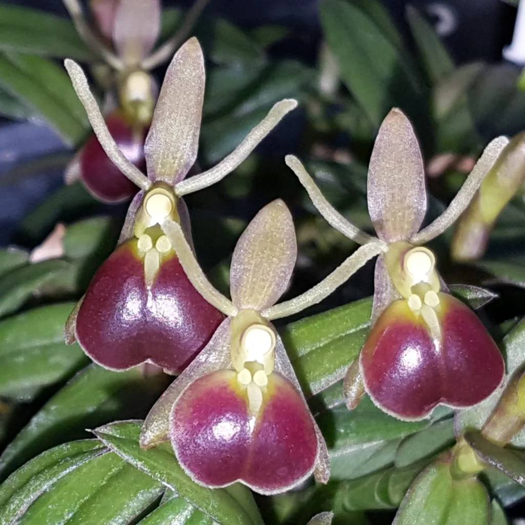 Epidendrum porpax – miniatura