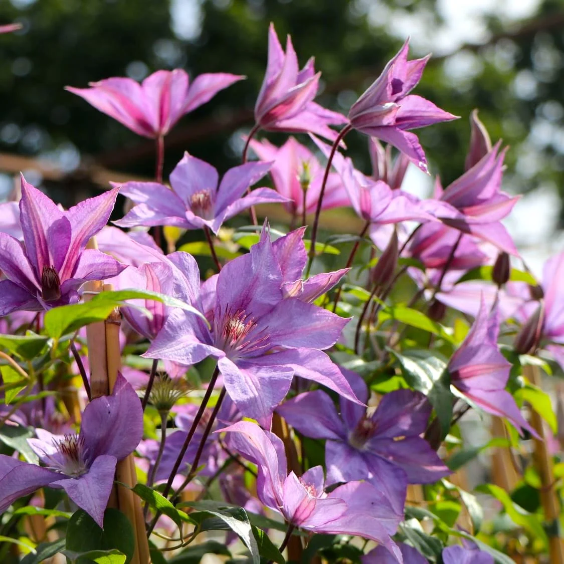 Clematis 'Dorothy Walton’ (Bagatelle) – clematite cu flori XL (Late Large-flowered Group)