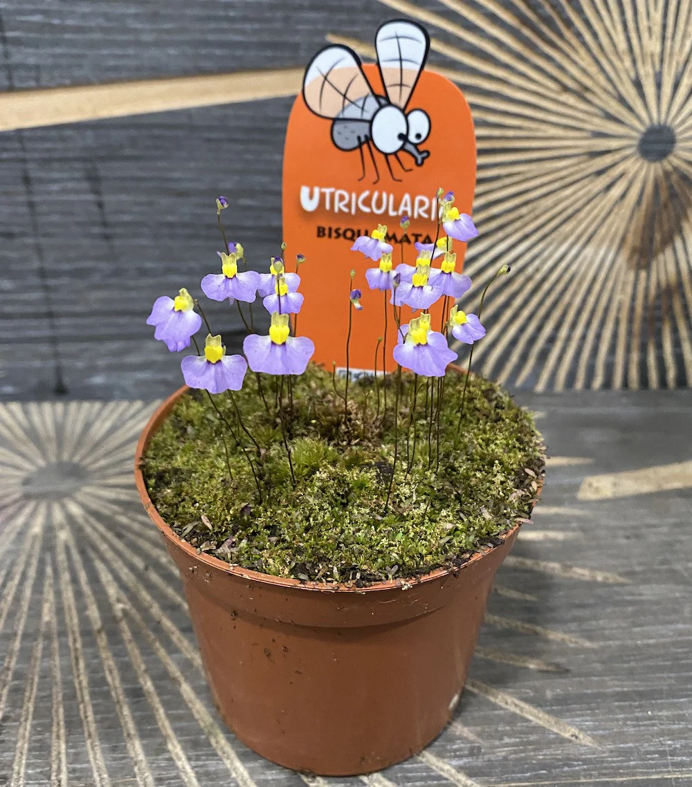 Planta carnivora Utricularia bisquamata