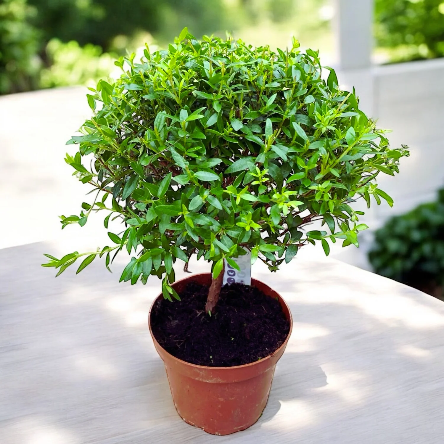 Mirt la ghiveci (Myrtus communis) – planta mediteraneana aromatica si decorativa