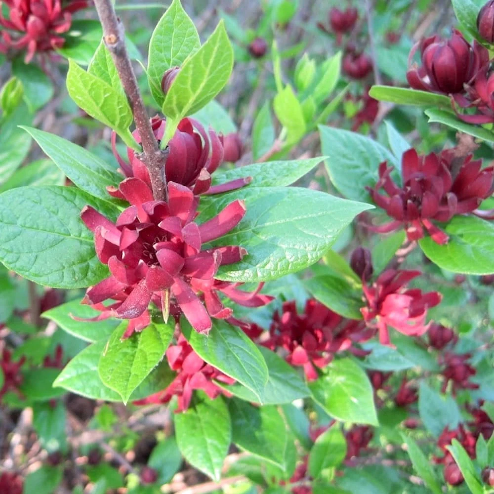 Calycanthus floridus (Orchid Tree, Carolina Spice)