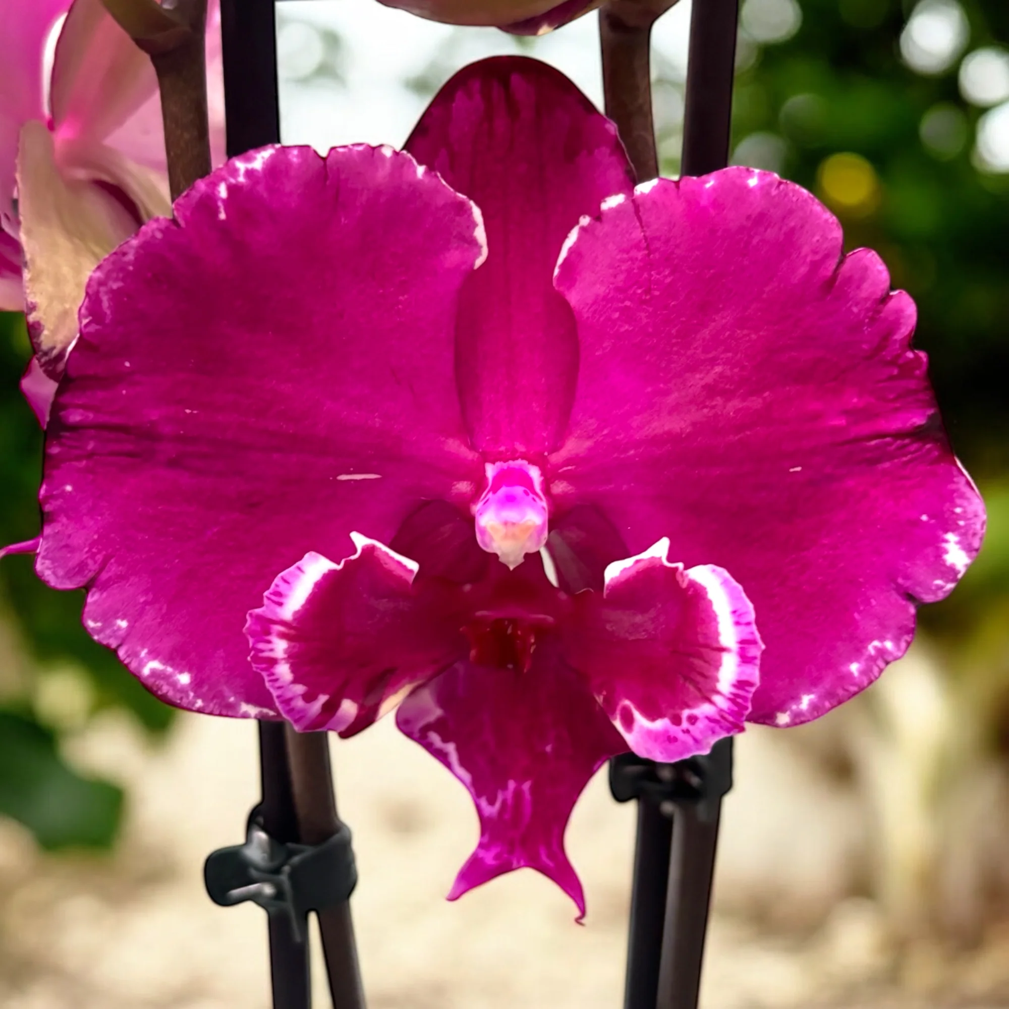 Phalaenopsis Allura Dracarys big lip