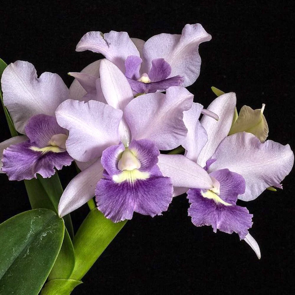 Ctt. Final Blue 'Royal Purple’ (Ctt. Blue Dynasty × C. walkeriana)