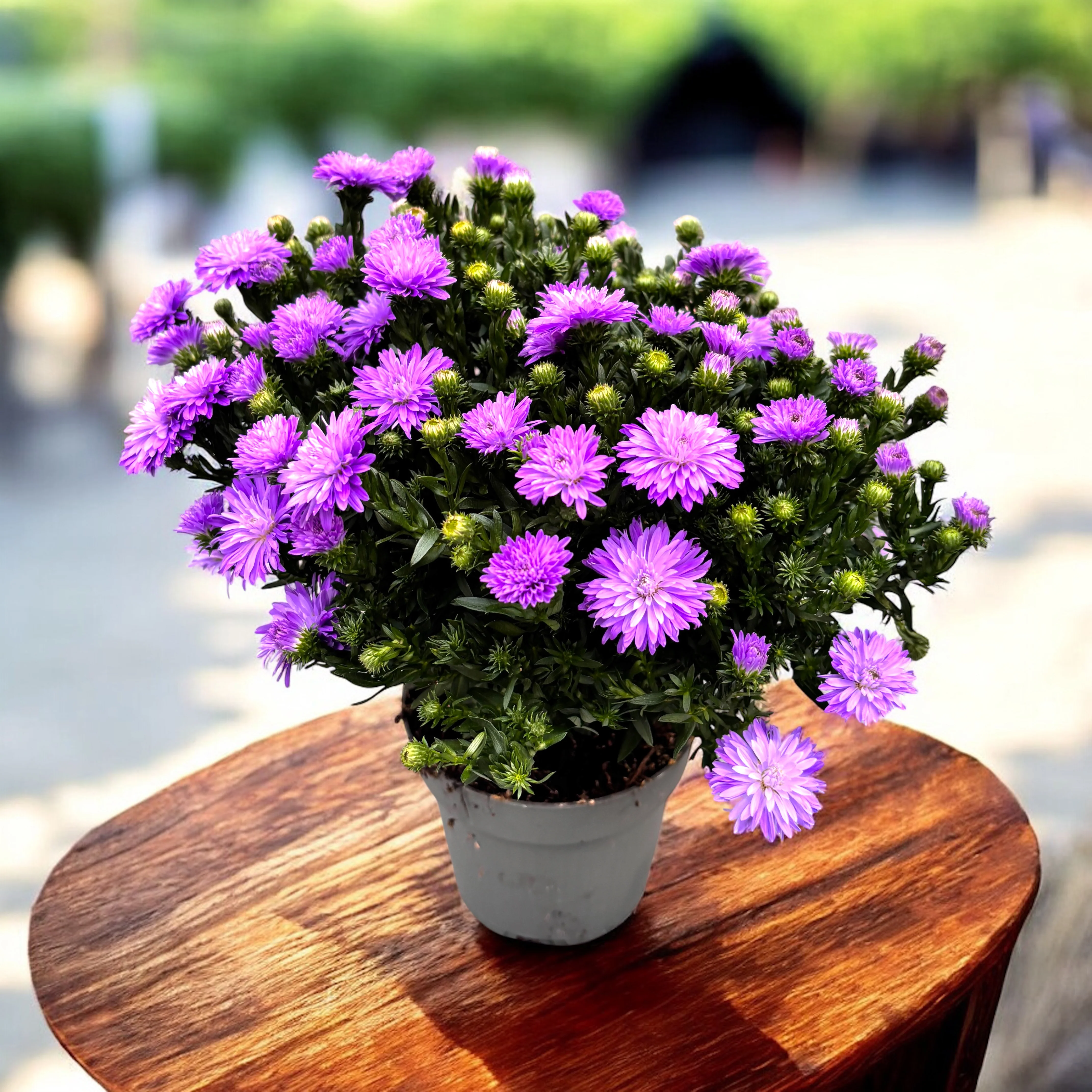 Aster dumosus (Grp) ‘Alpha Dark Purple’ – aster pitic cu inflorire bogata