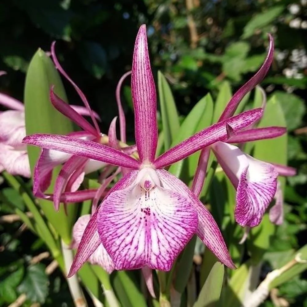 Bc. Tsiku Archangel 'Yuan Dung’ *parfumata