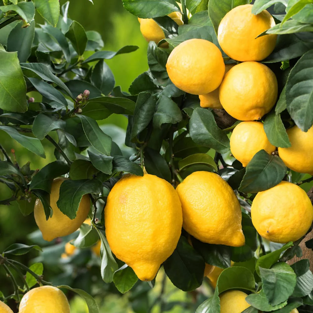Lamai in ghiveci – Citrus limon – plante tinere D9