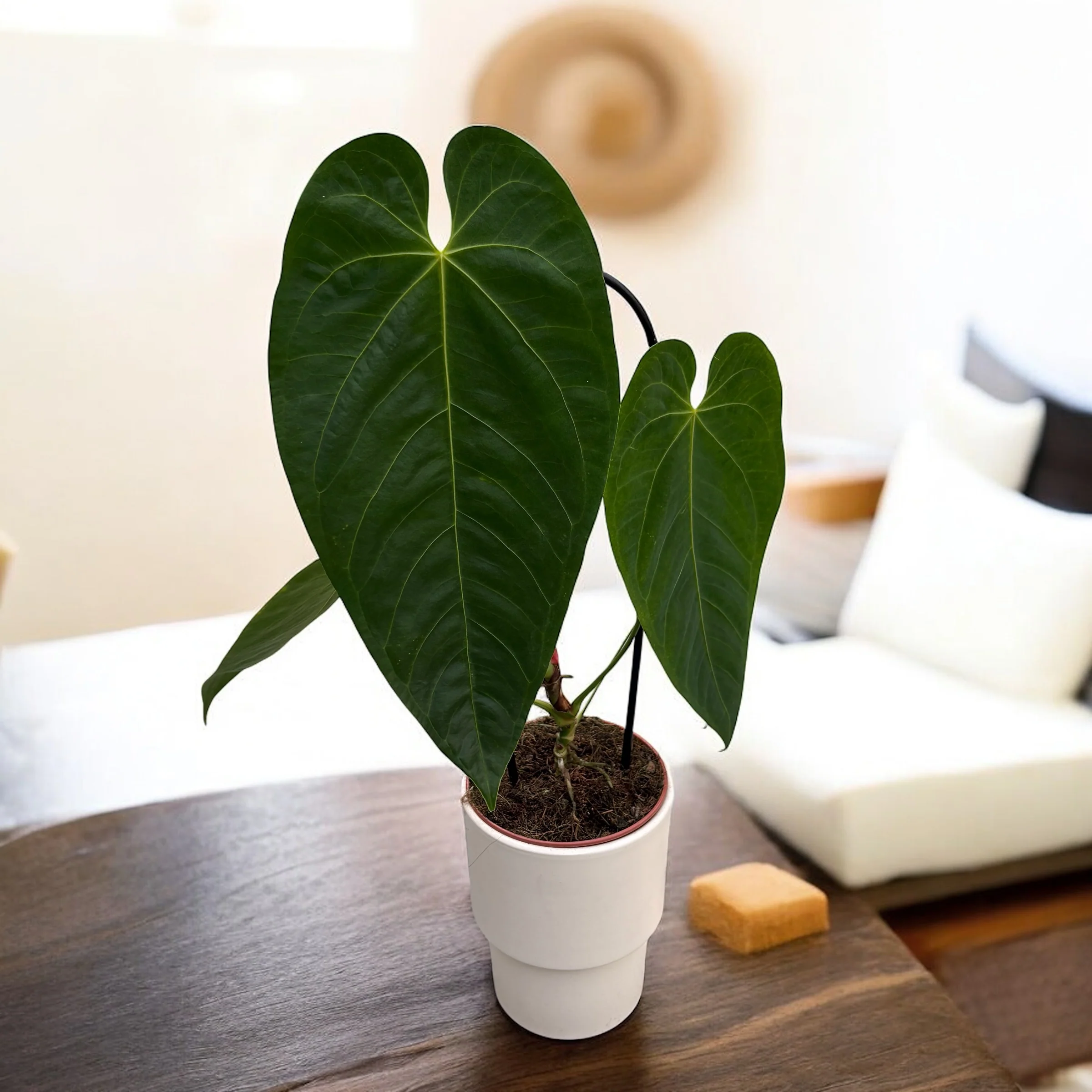 Anthurium queremalense – O bijuterie rara din padurile montane ale Columbiei