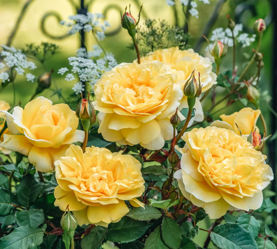Rosa ‘The Poet’s Wife’® – Trandafir englezesc, David Austin