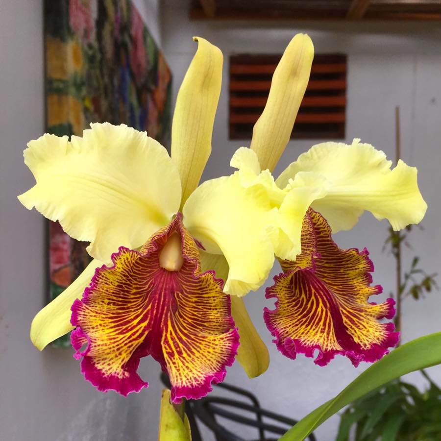 Cattleya dowiana – parfumata