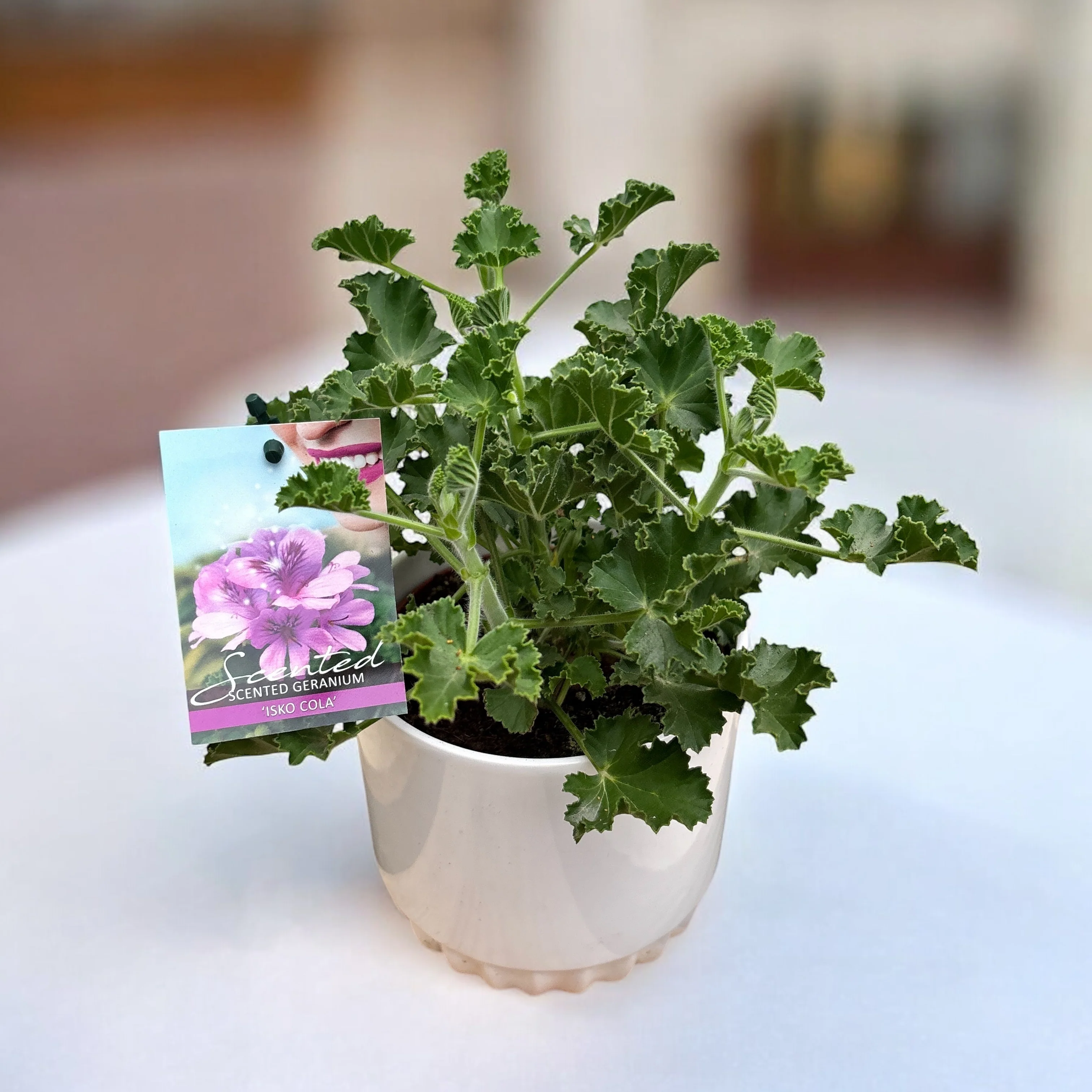 Muscate parfumate – Scented Geranium ‘Isko Cola’ (parfum de Cola)