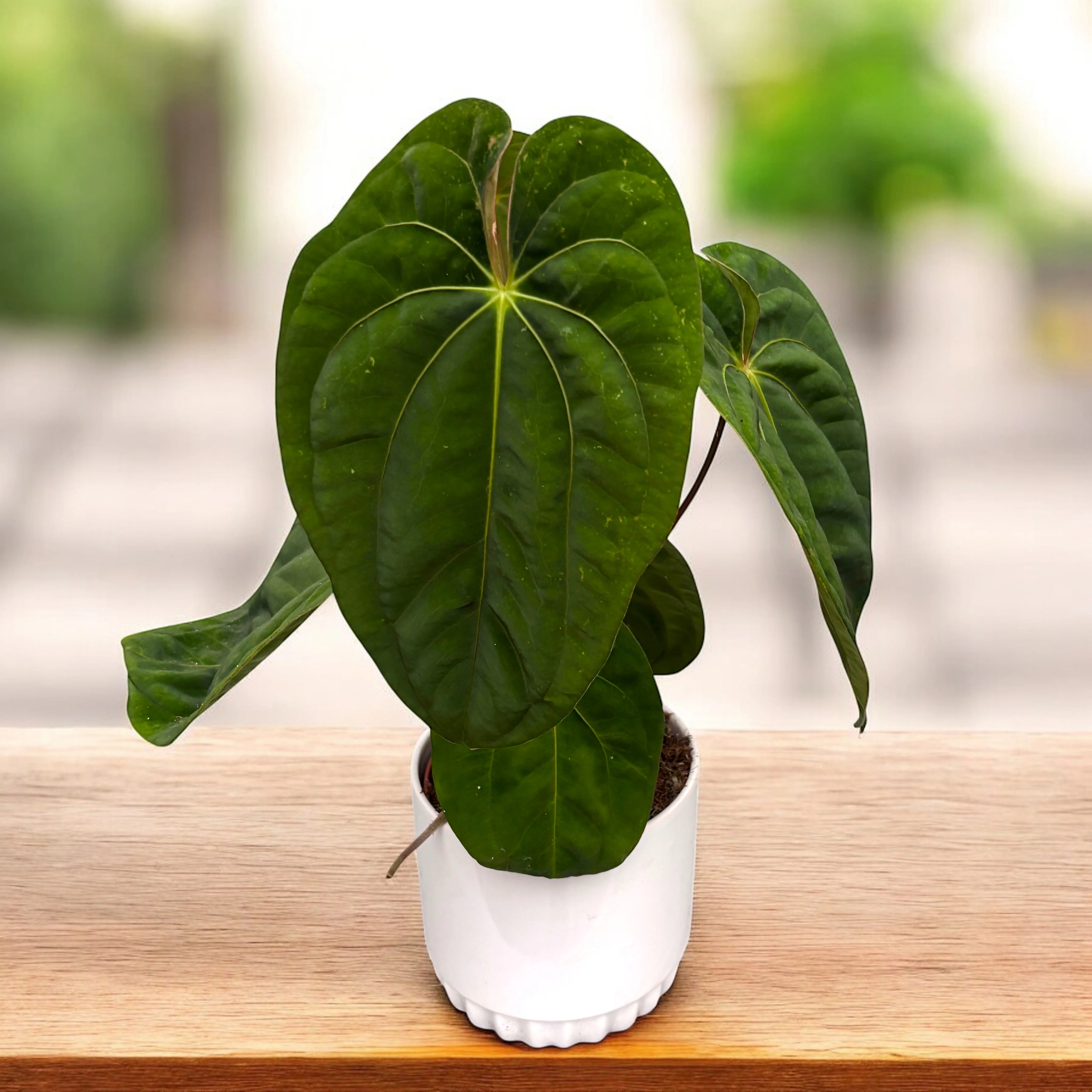 Anthurium 'Dark Phoenix’