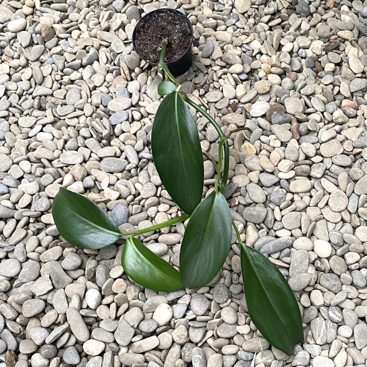 Pothos lancifolius (Pothos Malaysia)