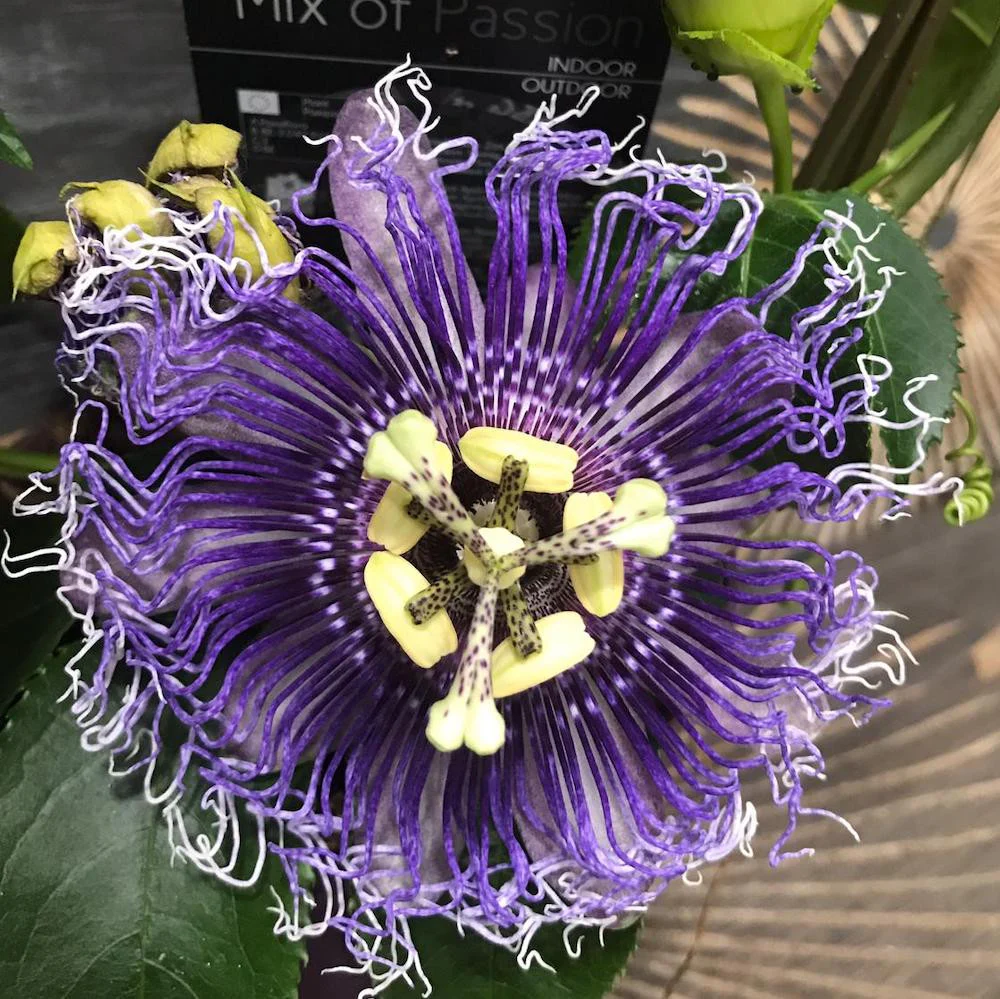 Passiflora Edulis – floarea pasiunii