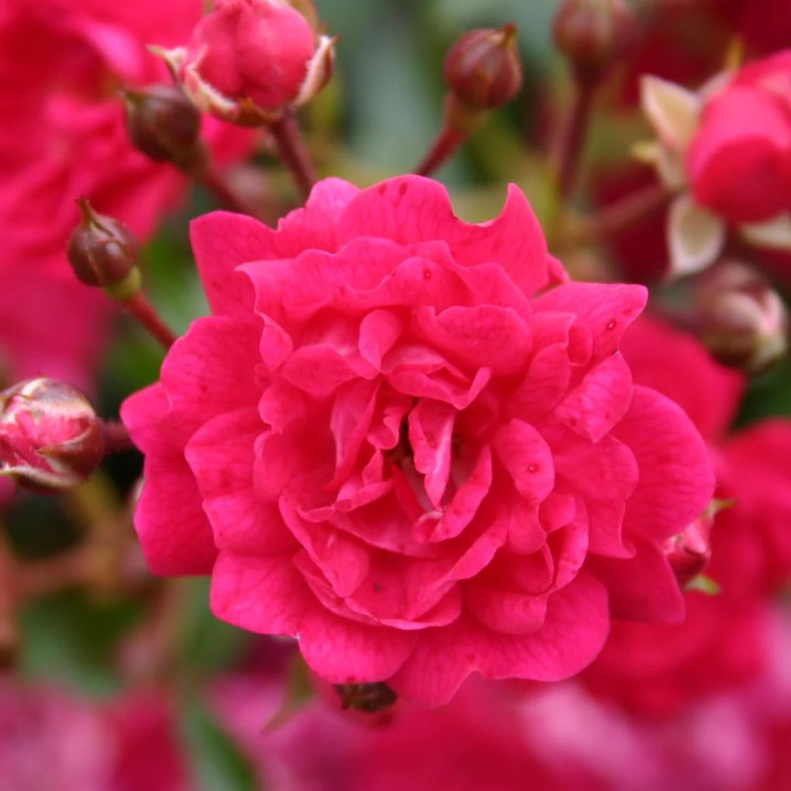 Rosa 'Fairy Queen’® – Trandafir floribunda, de acoperire